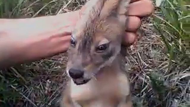 Прикол нашли волченка смотреть онлайн