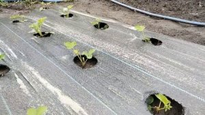 КЛУБНИКА ПЛОДОНОСИТ ДО МОРОЗОВ! Уход и формировка сортов НСД.