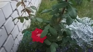 Роза Альянс. Посадите ее и никогда не пожалеете!!!
