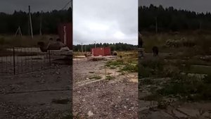 В мире животных .часть 1(Верблюды)прикольно смотреть всем)))