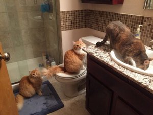 Смешные Коты Приколы с Кошками Видео Приколы С Котами ДО СЛЁЗ  2022.mp4