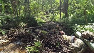 в Тайге... смотреть онлайн