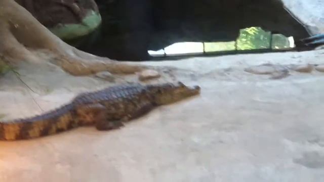 Крокодиловый кайман | Caiman crocodilus смотреть онлайн
