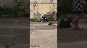 Дамский Угодник от Нюшки-Плюшки (Деник) Моно йоркширского терьера, Севастополь 20.10.2018 г.