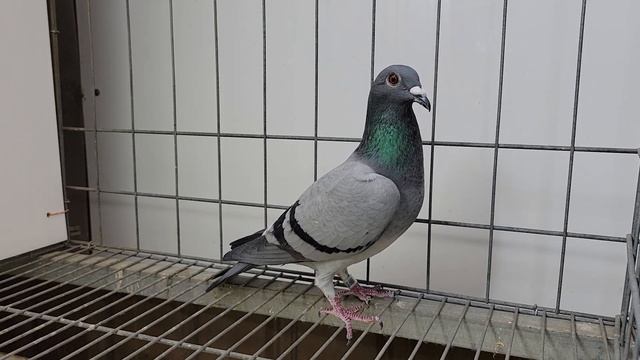安順鴿園-訂價鴿NO.12-22-666764灰♀ смотреть онлайн
