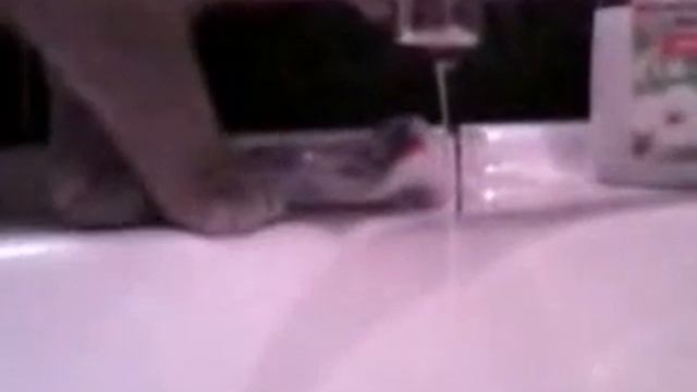 Кошка исполняет песню Вовы смотреть онлайн