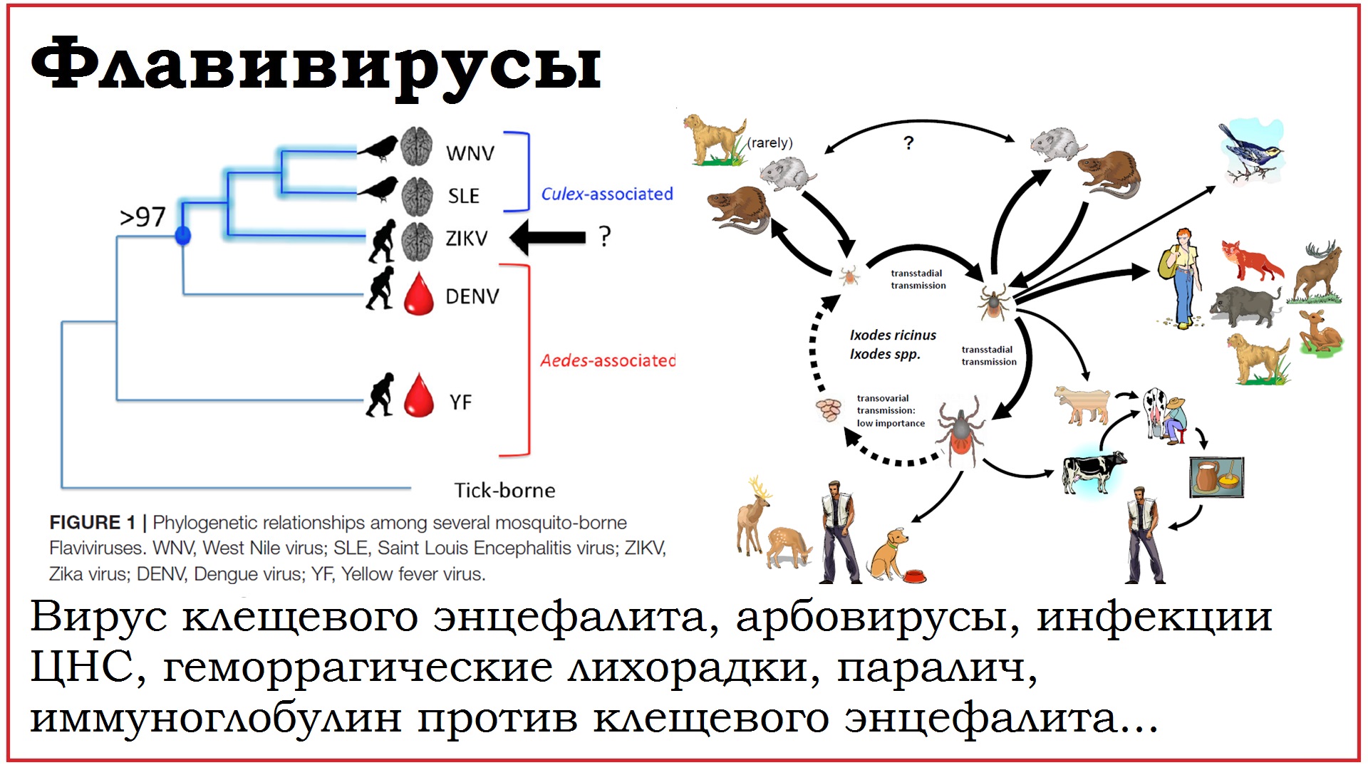 45. Клинически значимые вирусы семейства Flaviviridae