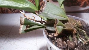 Бактериальная гниль у орхидей.Способы борьбы и профилактики