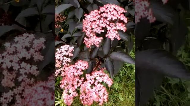 Sambucus Black Beauty