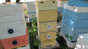 выбор улья для пчел - улей Кука , улей который становится все больше популярным среди пчеловодов