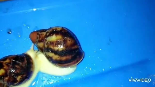 Архахатина эгрегия леуцист. продам!!!
