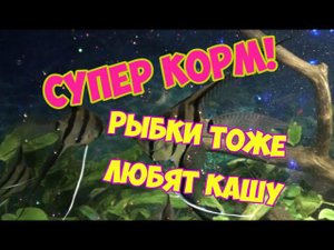 Полезный КОРМ - КАША для рыбок своими руками! Готовим кашу для наших рыбок!