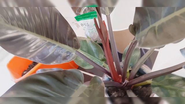 Филодендрон империал ред смотреть онлайн