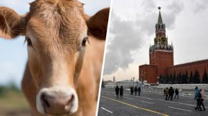 Выгул телят запрещен! Американку задержали за выгул теленка на Красной площади | пародия «33 коровы»
