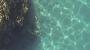 Египет, Подводный мир, Шарм-Эль-Шейх, залив Наама, часть 2 из 3