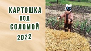 Картофель под соломой . Улучшаем состав почвы.