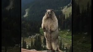 The real marmot scream / Оригинальный крик сурка
