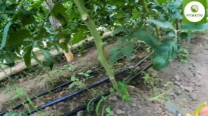 Сколько заработал на томате за сезон? Посадка, Уход, Реализация, Деньги.