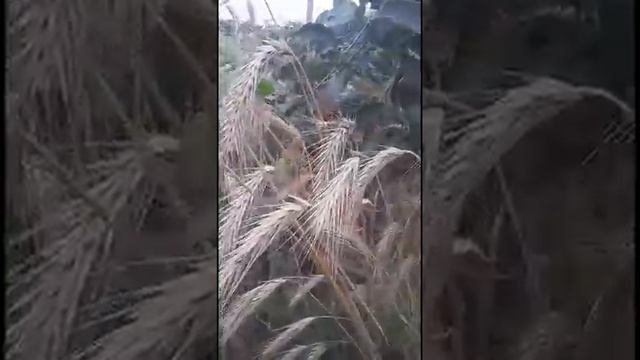 Хлеб