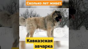 Сколько дет живет кавказская овчарка