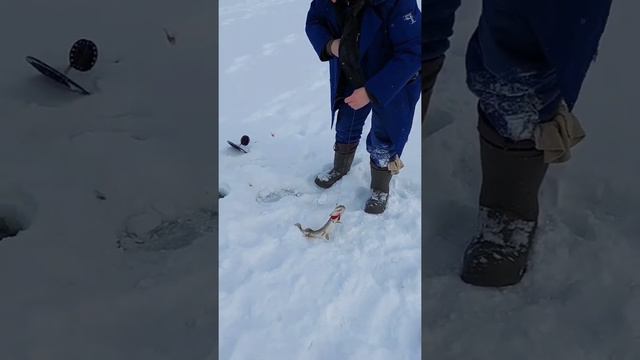 Ещё одна УДАЧНАЯ РЫБАЛКА! жерлицы проснулись ближе к обеду, окунь стеснялся клевать на камеру!))) смотреть онлайн