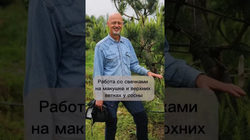 Работа со свечками на макушке и верхних ветках у сосны.