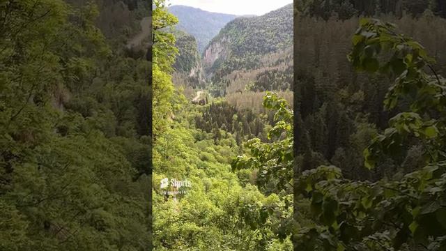 Лес в Абхазии.Рицинский национальный парк.Forest in Abkhazia. Ricin National Park. #абхазия #travel