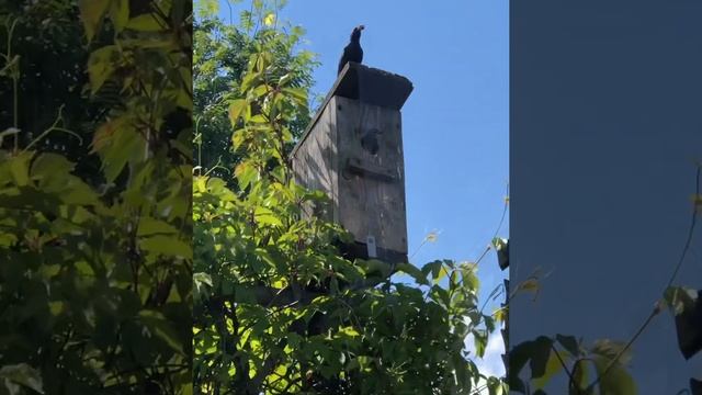 Птенцы. А гнездо в трубе диаметром 10-16 см смотреть онлайн