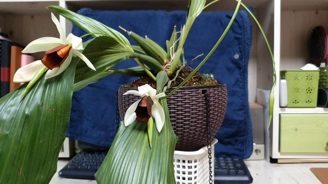Coelogyne usitana цветение на 3 цветоноса. смотреть онлайн