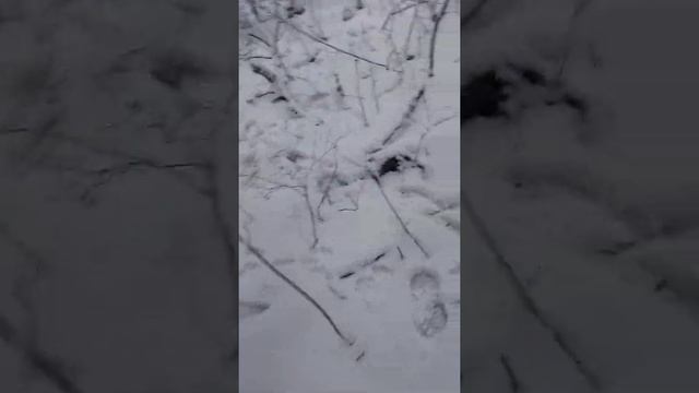 31.01.2021. Попали под волков! смотреть онлайн