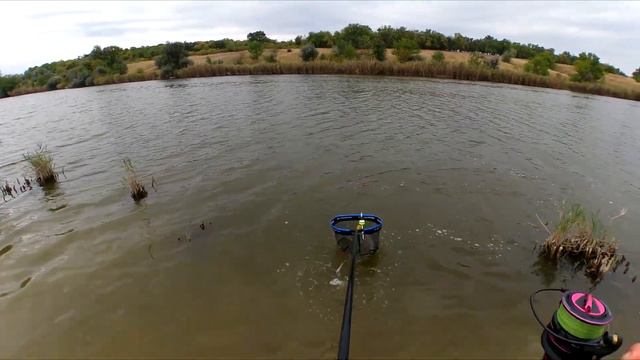 КОРОП на зелений і червоний СИР без штанів смотреть онлайн