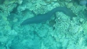 Гигантская мурена