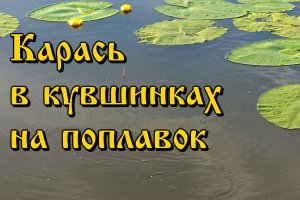 Карась в кувшинках на поплавок.mp4