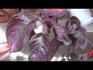 Цветы в моем доме. Комнатные растения.Такие разноцветные эписции.