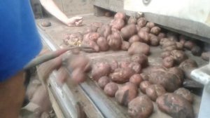 ОТКОРМ БЫЧКОВ КАРТОШКОЙ.КАРТОШКА НА ОТКОРМ ЖИВОТНЫМ