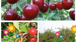 Лавровишня обыкновенная, лекарственная. Краткий обзор cerasus десертная морозовой - молодежная