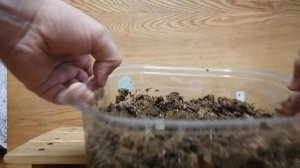 Как посадить гранат из косточки