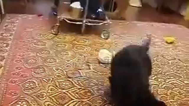 Кошка и ласка смотреть онлайн