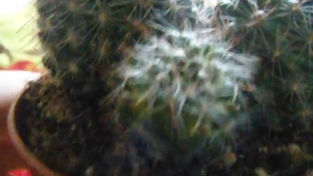 Мексиканский Кактус отцвел. смотреть онлайн