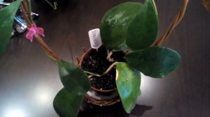 Хойя Excavata, хойя Diversifolia