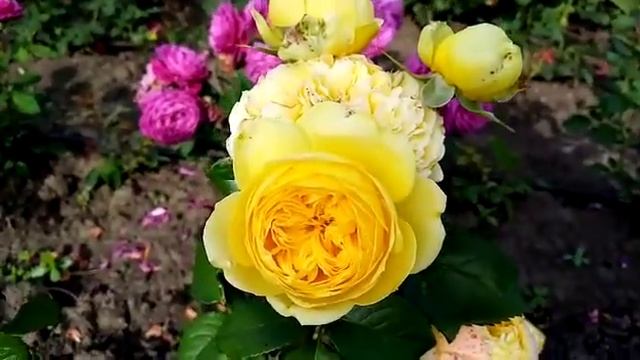 Обзор: Каталина - Роза лимон
