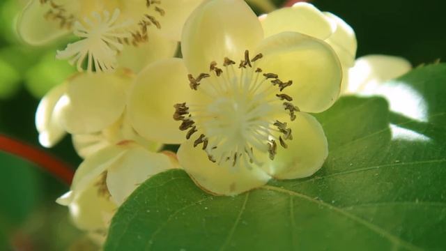 Как вырастить киви из семян в домашних условиях? смотреть онлайн