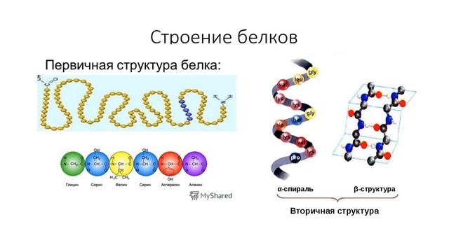 Структура белка тест