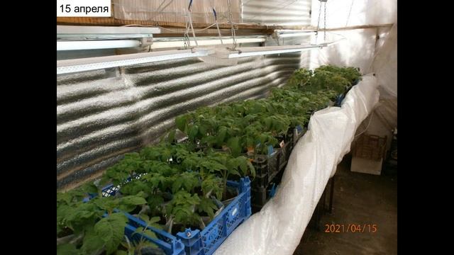 Как вырастить хорошую рассаду гномов (дварфов) смотреть онлайн