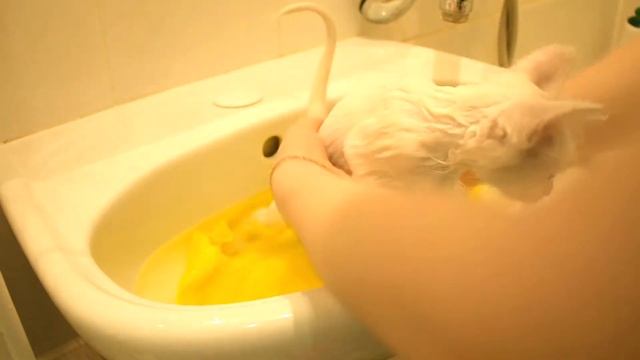 Как помыть котенка. смотреть онлайн