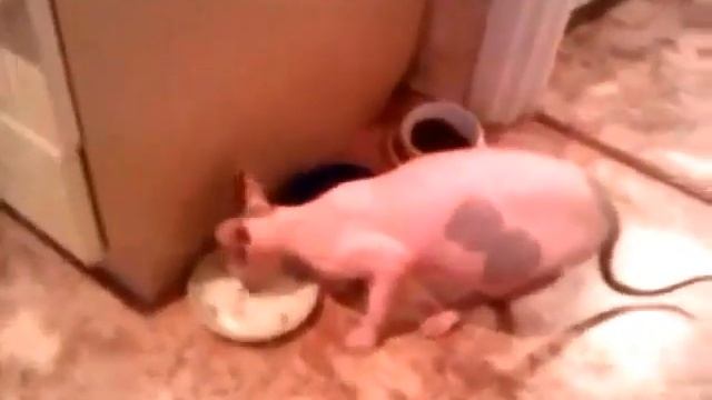 ГОВОРЯЩИЙ Кот-сфинкс, реально говорит  'нормально'))