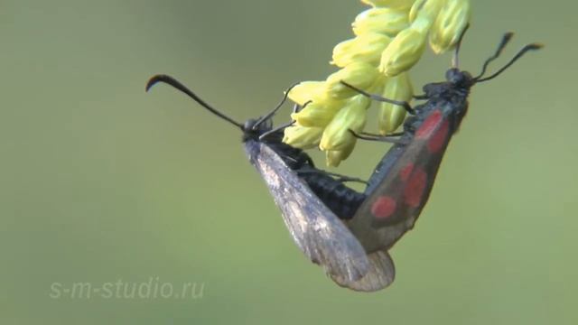ПЕСТРЯНКА ТАВОЛГОВАЯ ИЛИ ЛАБАЗНИКОВАЯ смотреть онлайн