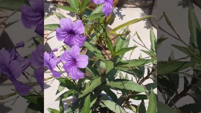 Maxican pituniya/best summer flowers plant/care/fertilizer/purple flowers plant смотреть онлайн