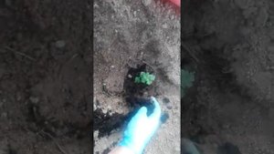 Высадка Хризантемы Мультифлора в грунт!!!??