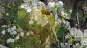 А за окном понимаешь, весна    за окном